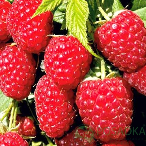 картинка Малина Примара 