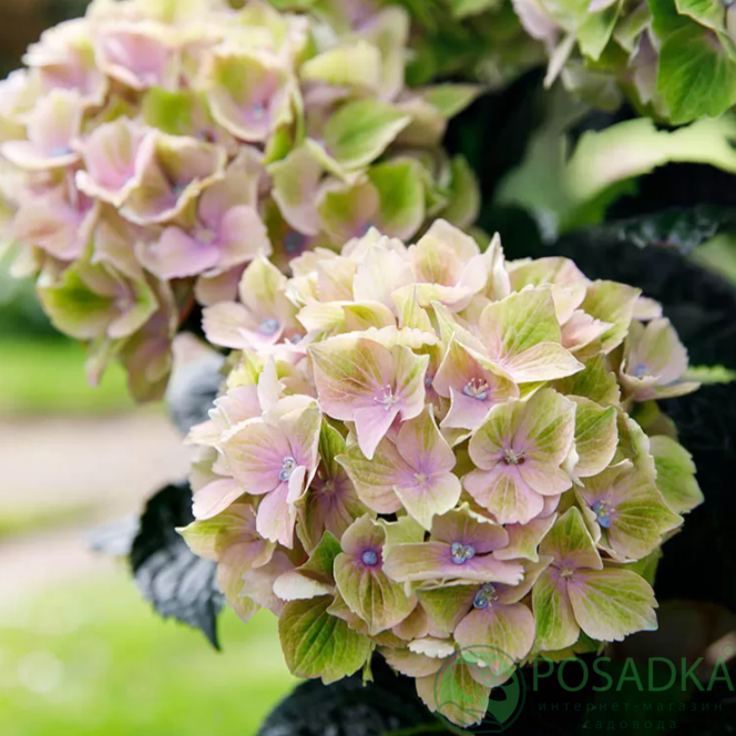 картинка Гортензия крупнолистная Bella Pesche 