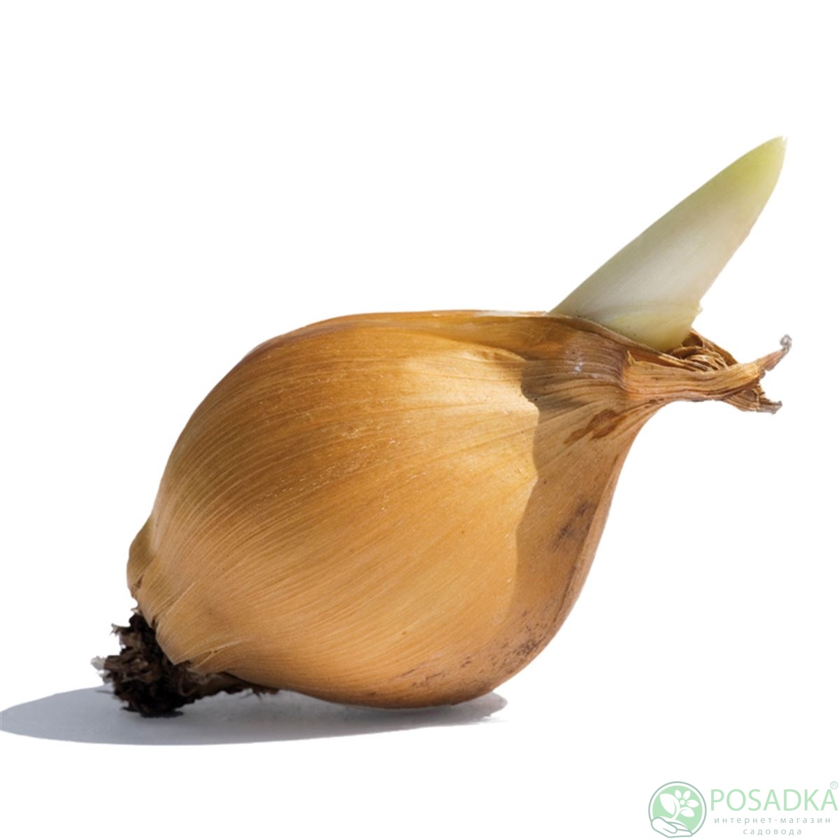 картинка Ирис Hollandica Strongold 