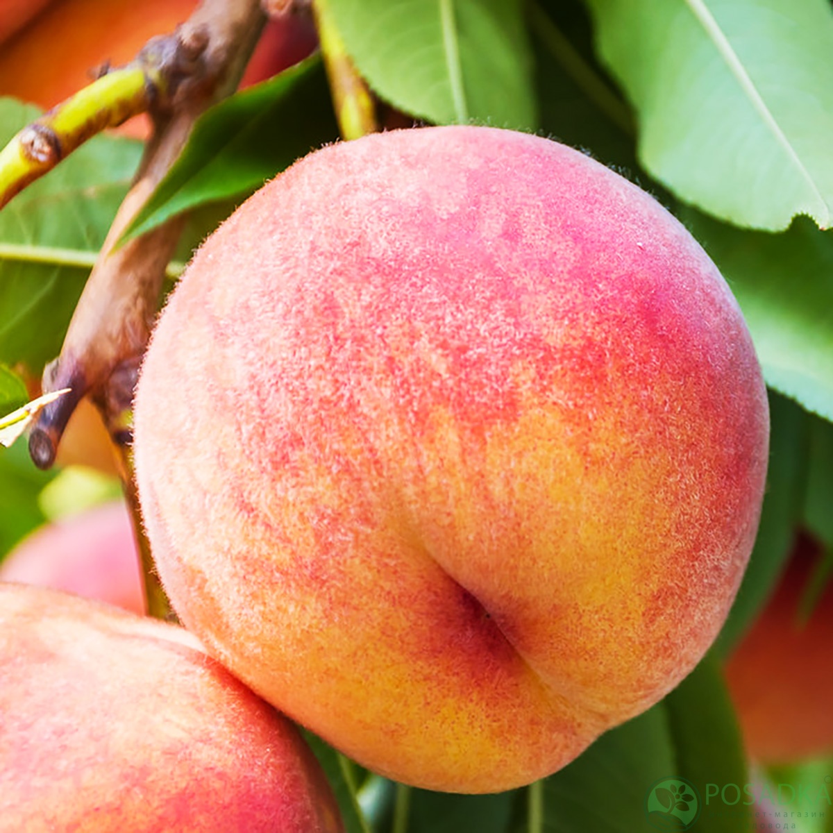 картинка Персик Benedicte (Бенедикт) 