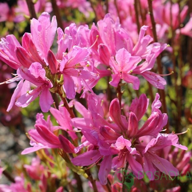 картинка Азалия Western Lights 3л 