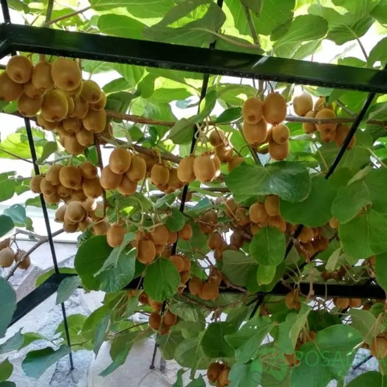 картинка Киви Деликст (самоплодный, урожайный) 