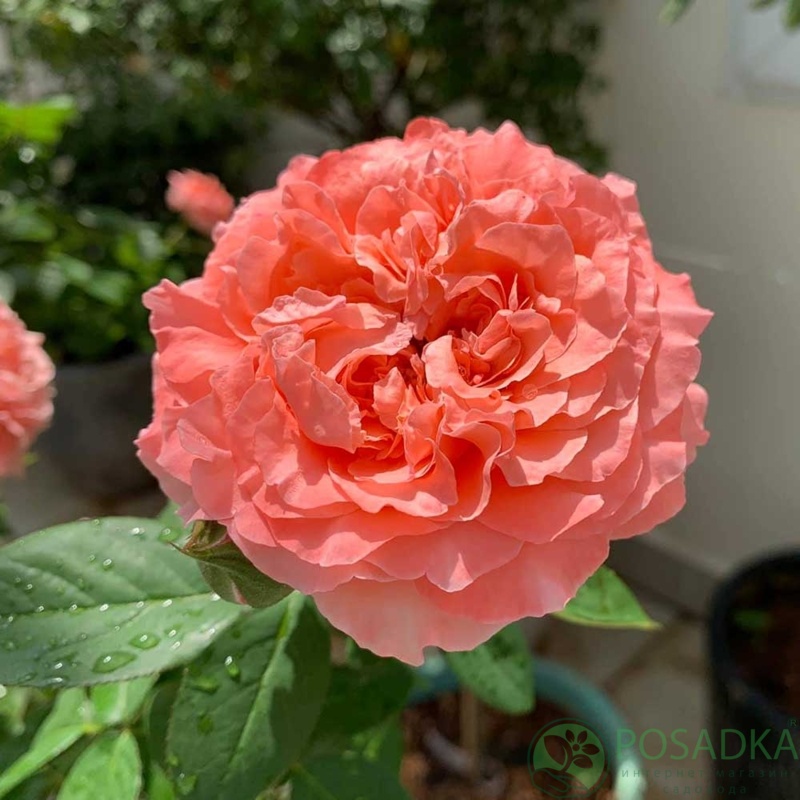 картинка Роза флорибунда Корал Желе (Corail gelee) С2 