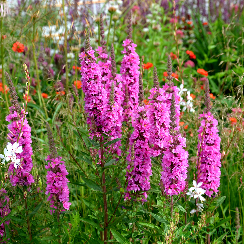 картинка Дербенник иволистный Robert (Lythrum salicaria 'Robert) 