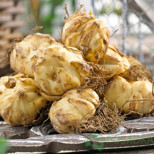 картинка Лилия Lotus Queen 