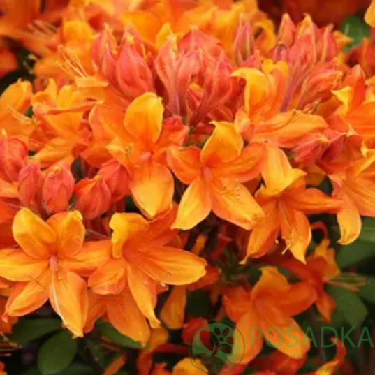 картинка Азалия японская Orange Beauty 