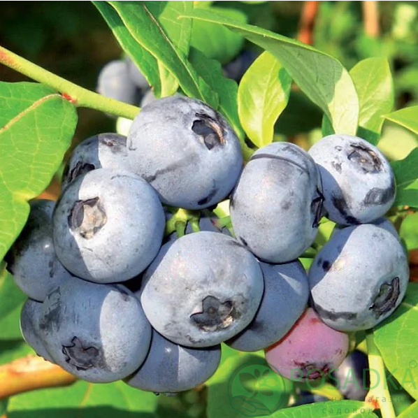 картинка Голубика 3 летняя Торо (контейнер С2) 