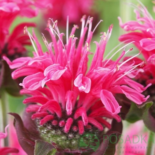 картинка Монарда гибридная Blast Beebalm 