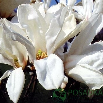 картинка Манголия Pegasus 