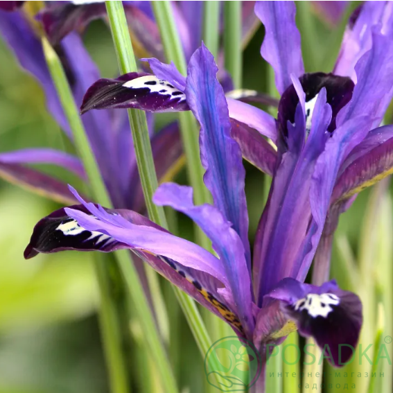 картинка Ирис reticulata Blue Note 