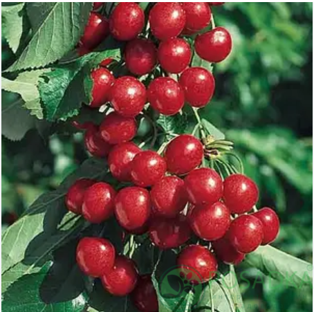 картинка Черешня колоновидная Тютчевка 