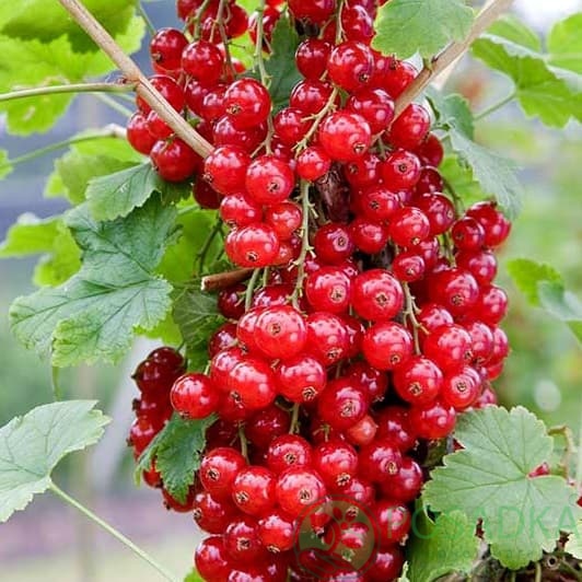 картинка Смородина красная Джунифер 