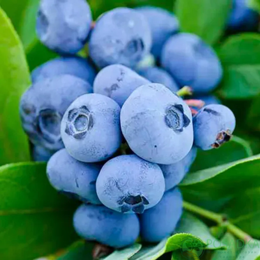 картинка Голубика 3 летняя Спартан (контейнер С2) 