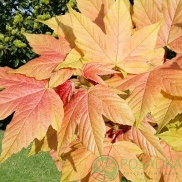 картинка Клен ложноплатановый Brilliantissimum 10л 