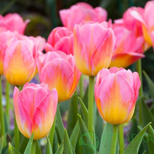 картинка Тюльпан Tom Pouce (3 шт) р9 