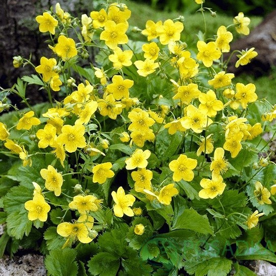 картинка Вальдштейния гравилатолистная 