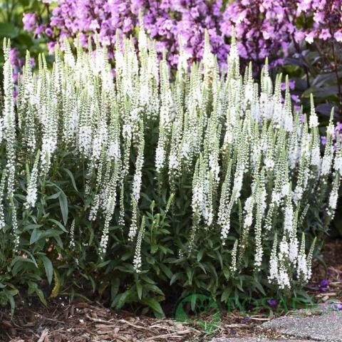 картинка Вероника колосистая First Lady 