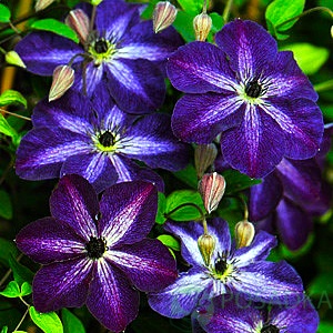 картинка Клематис Night Veil 