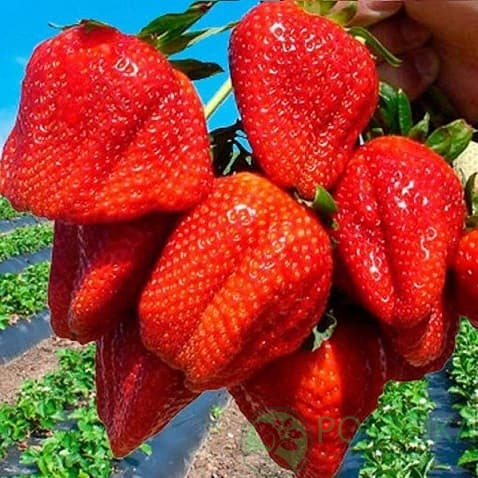 картинка Клубника Азия (кассета) 