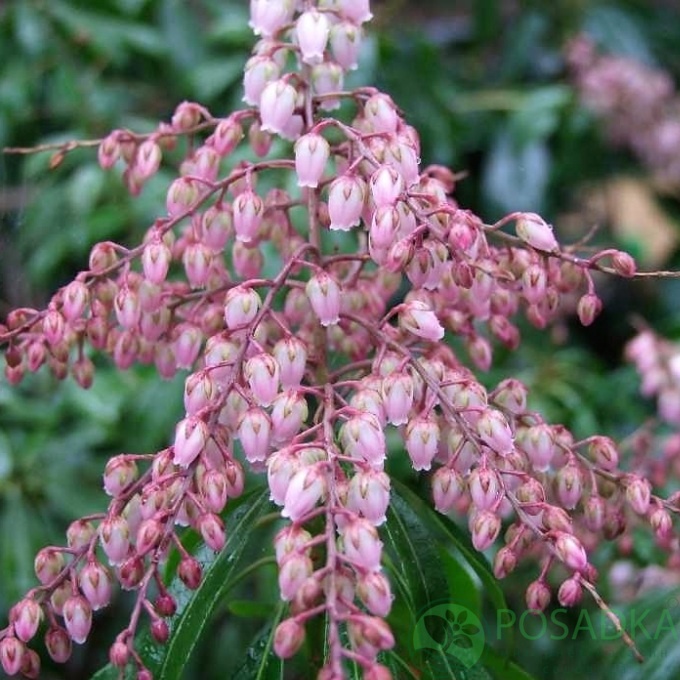 картинка Пиерис японский Boltman's Pink 