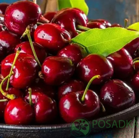 картинка Черешня Каресова 