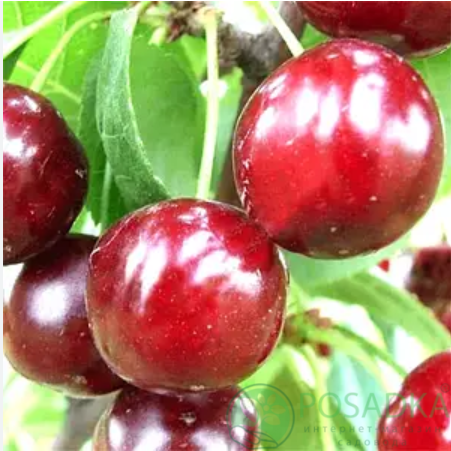 картинка Вишня Донецкий Великан 