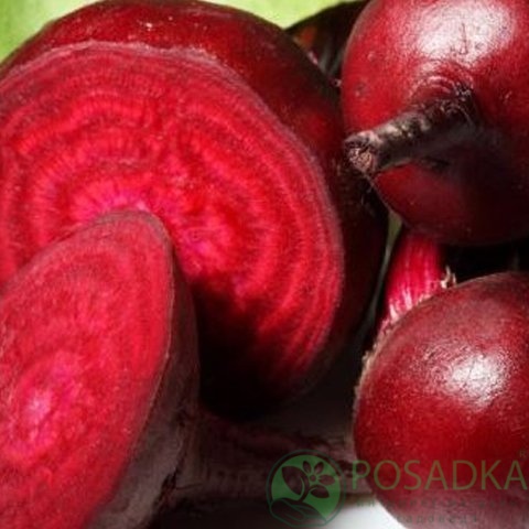 картинка Семена свекла столовая Бордо 3гр, SeedEra 