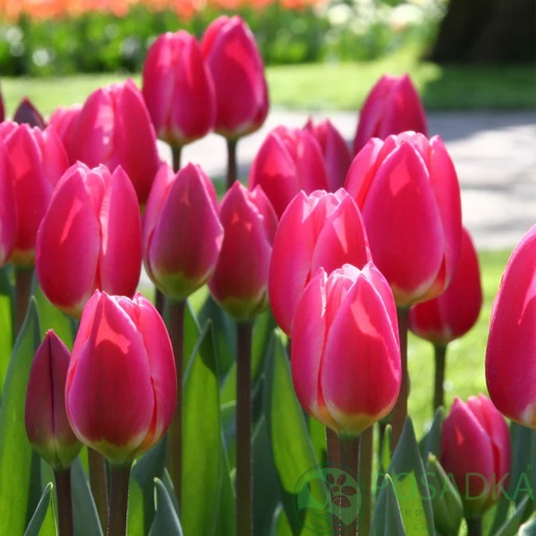 картинка Тюльпан Rosy Delight  картинка Тюльпан Rosy Delight