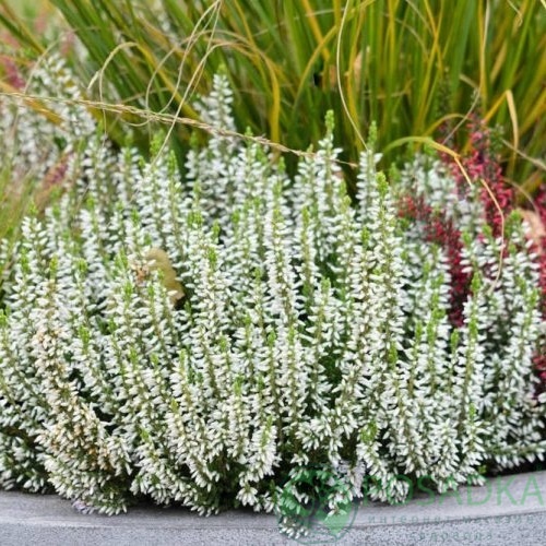 картинка Вереск обыкновенный Reini 