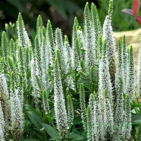 картинка Вероника Snow Candles 