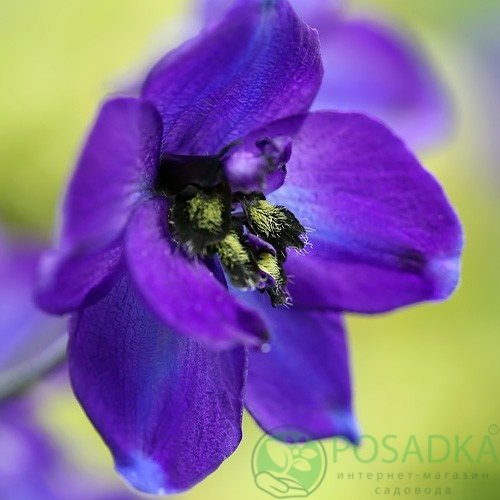 картинка Дельфиниум Black Knight 