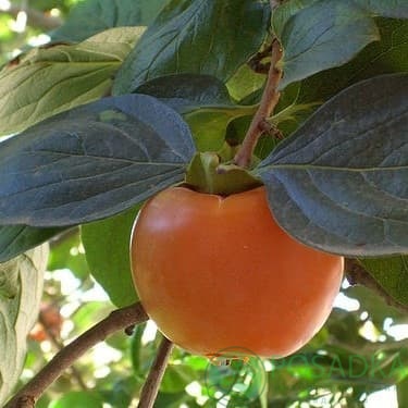 картинка Хурма Россиянка (2 летняя) самоплодная, морозостойкая 