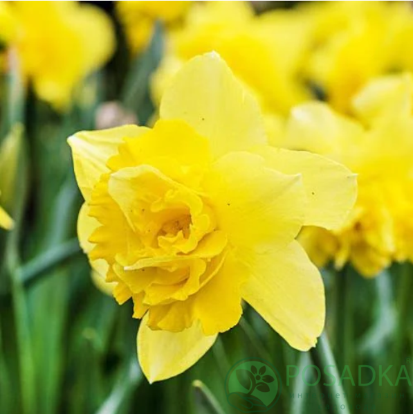 картинка Нарцисс Dick Wilden (3 шт) 