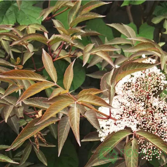 картинка Бузина чорна Milk Chocolate 