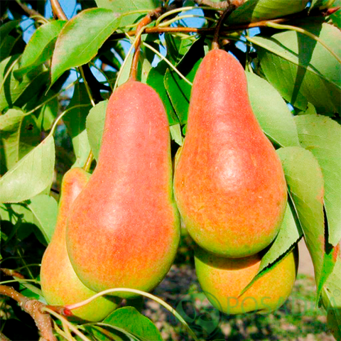 картинка Груша Парижанка 