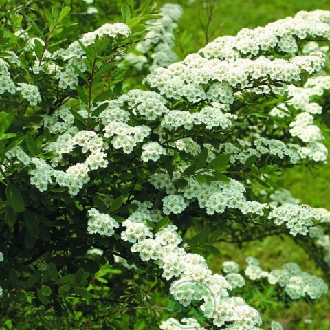 картинка Спирея ниппонская Сноумаунд 2л  картинка Спирея ниппонская Сноумаунд 2л