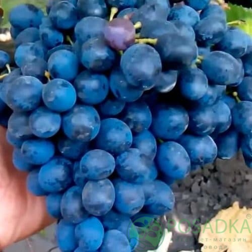 картинка Виноград Гузаль кара картинка Виноград Гузаль кара