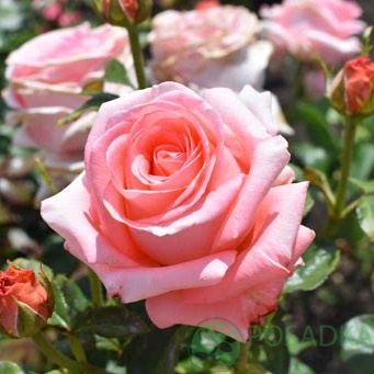 картинка Роза чайно-гибридная Нобилис 