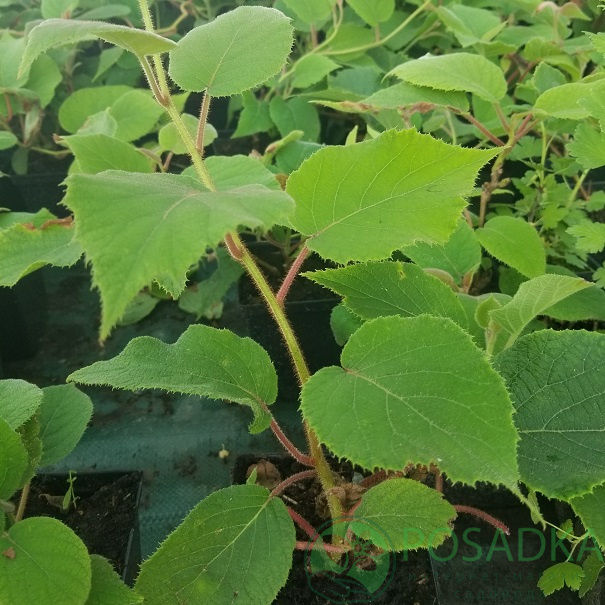 картинка Киви Соло (самоплодный, урожайный) 