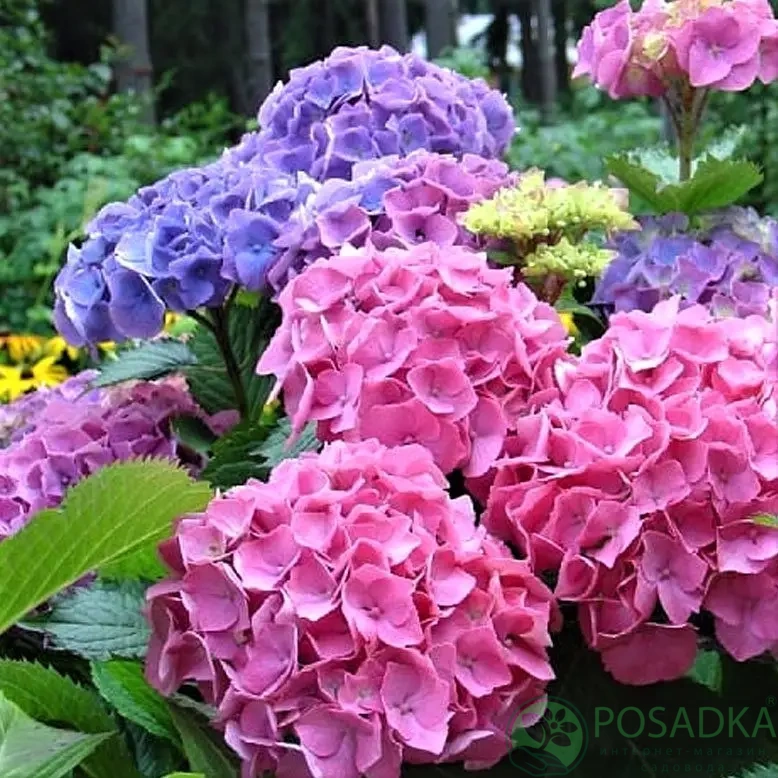 картинка Гортензия крупнолистная Forever & Ever Double Pink/Blue  