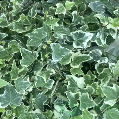 картинка Плющ хедера вариегантный (hedera helix variegata) 