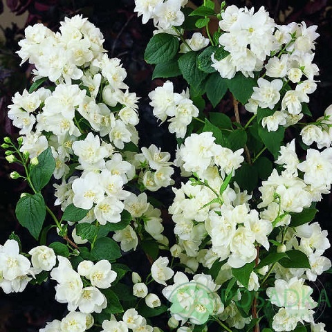 картинка Чубушник (жасмин) Жирандоль  картинка Чубушник (жасмин) Жирандоль