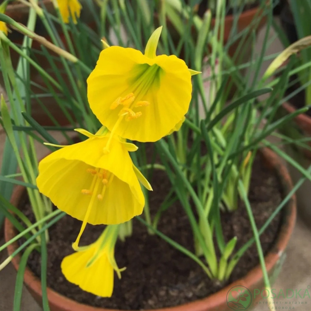 картинка Нарцисс Golden Bells (Goudklokje) 