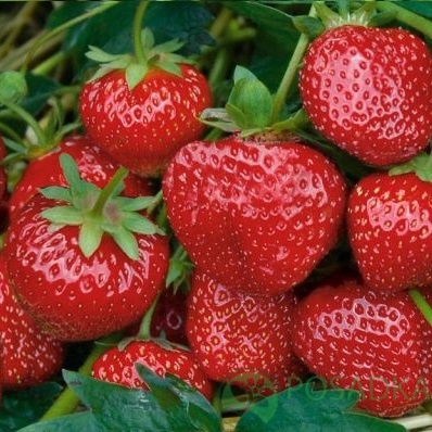 картинка Клубника Сельва 