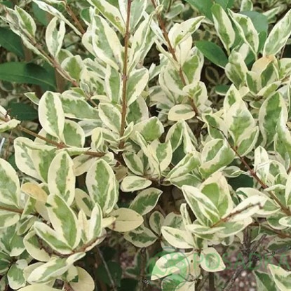 картинка Бирючина Ибота Musli 