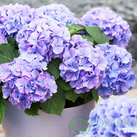 картинка Гортензия крупнолистная Sinderella 