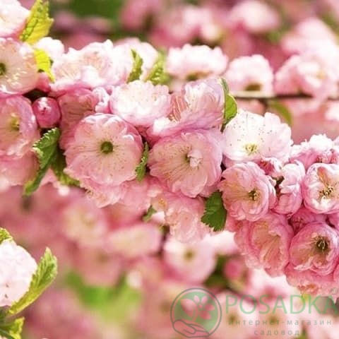 картинка Миндаль декоративный  картинка Миндаль декоративный