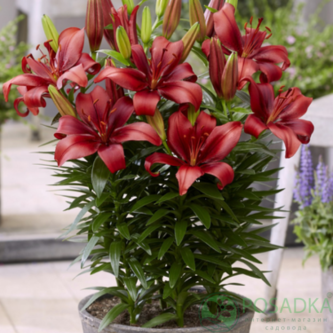 картинка Лилия Salinero 