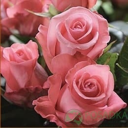 картинка Роза чайно-гибридная Ленни 