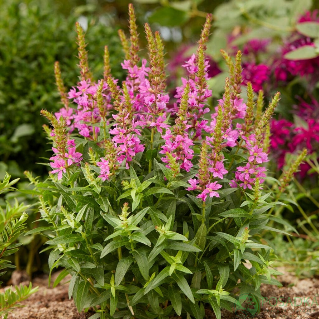 картинка Дербенник иволистный Робин (Lythrum salicaria "Robin) картинка Дербенник иволистный Робин (Lythrum salicaria "Robin)